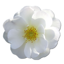 Wild Rose White 2 icon